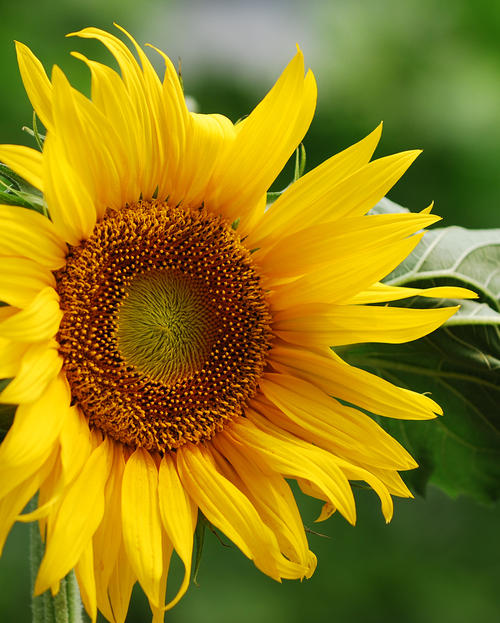 生活顽固到呕吐