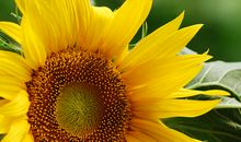 生命倔强吐露芬芳_800字