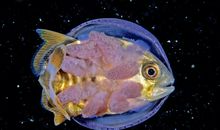 一只小鱼的命运_700字