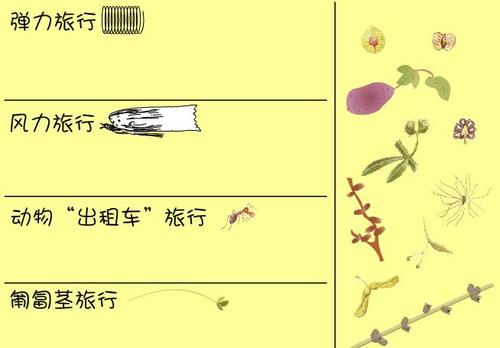 第2号：种子旅行_550字