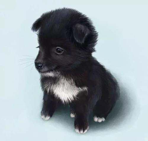 可爱的小黑狗_1200字