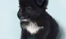 可爱的小黑狗_1200字