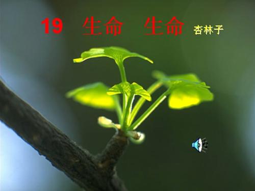 美丽的生活段落：珍惜生命段_800字