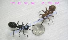 蚂蚁与屎壳郎