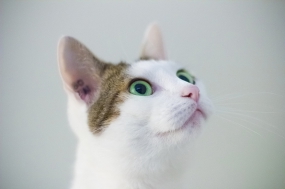 可爱的小花猫_150字