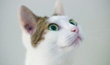 可爱的小花猫_150字