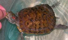 我的小乌龟 _300字