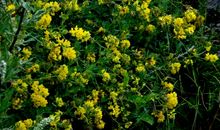 野花的幽香，这是我的幸福 _1000字