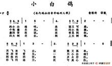 我爱我的小白鸽_1200字