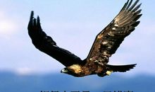 假如我是一只鸟_800字