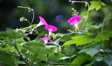 牵牛花伴我成长_900字