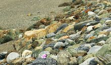 时间匆匆走过_550字