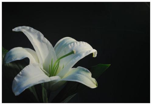百合花_200字