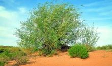 我是一棵白杨_800字