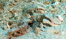 神奇的珊瑚_550字