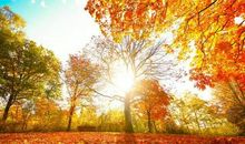 广州秋天的变化_500字