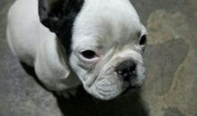 邻居家的小狗_1200字