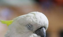 我发现小鱼睡觉不闭眼_350字