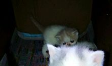 小燕子和猫咪_450字