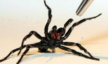 我发现了蜘蛛的秘密_350字