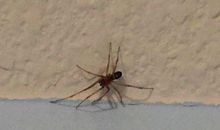 我终于发现了蜘蛛的秘密_550字