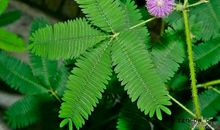 含羞草害羞是为了保护自己_450字