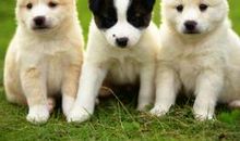 我家的小狗_550字