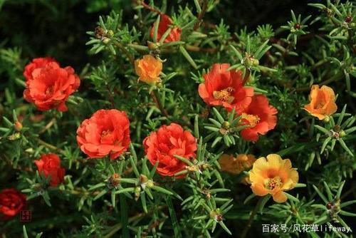 年轻的花圃。