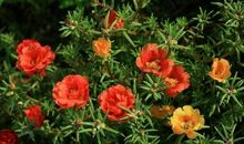 [超新星中学组]温馨五月花_300字