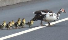 鸭子过马路_750字