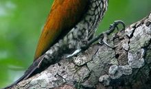 《啄木鸟》_400字