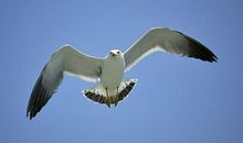 让梦想飞翔_750字