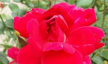 生命是一朵长开不败的花_800字