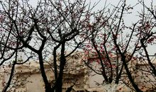 寒英坐销落，何用慰远客。