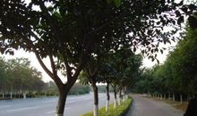 做弄得、酒醒天寒，空对一庭香雪。