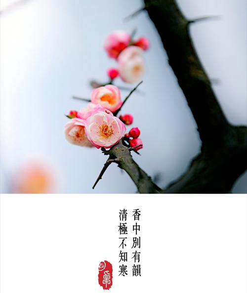 
这个小诗简单而简单，但给人们一个新鲜而愉快的意义。现场非常精致，李子绽放对风和雪开放，花朵的花朵，花了变化，让作者看着雪梅的美丽，营造美的美丽，给予人们是一个无尽的想象力和美丽的感受。
