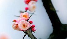 叶开随足影，花多助重条。