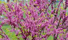 二月春花厌落梅。仙源归路碧桃催。