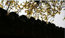 野桥古梅独卧寒屋角，疏影横斜暗上书窗敲。