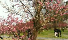 雪岸丛梅发，春泥百草生。