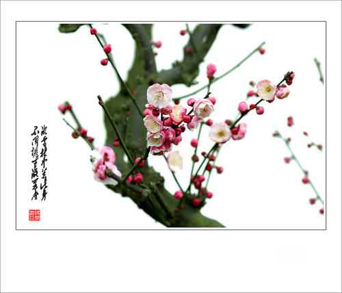 在冰雪森林中，这种体在这个身体中，不同的桃子层状;
