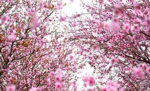 江南几年的头发，人们在世界末日。