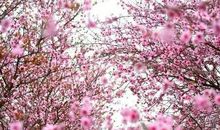 江南几度梅花发，人在天涯鬓已斑。