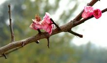 摇荡春风媚春日，念尔零落逐风飚，徒有霜华无霜质。