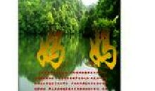 [清明节] 怀念_900字