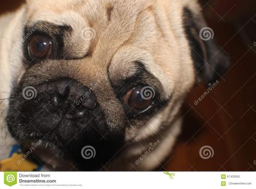 我的pug_550字