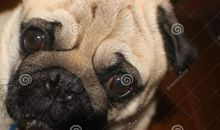 我的哈巴狗_550字