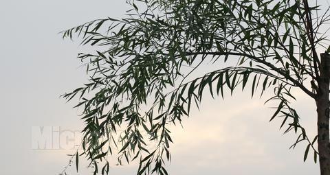 经过十天后，我发现叶子已经生长了毛茸茸的东西，非常小的毛虫，我检查了原来的，我想完成，让风挂了。飞，这很容易眨眼。我现在不想出去，我想防止它眨眼？