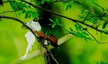 人和鸟的故事_550字