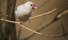 家有白文鸟_450字